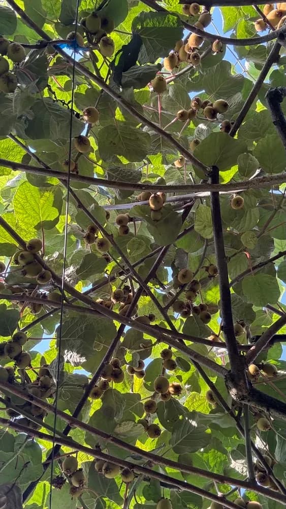 A view from below the kiwi vines
